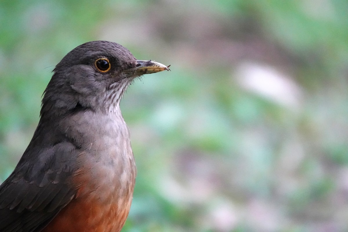 Rufous-bellied Thrush - ML608875323