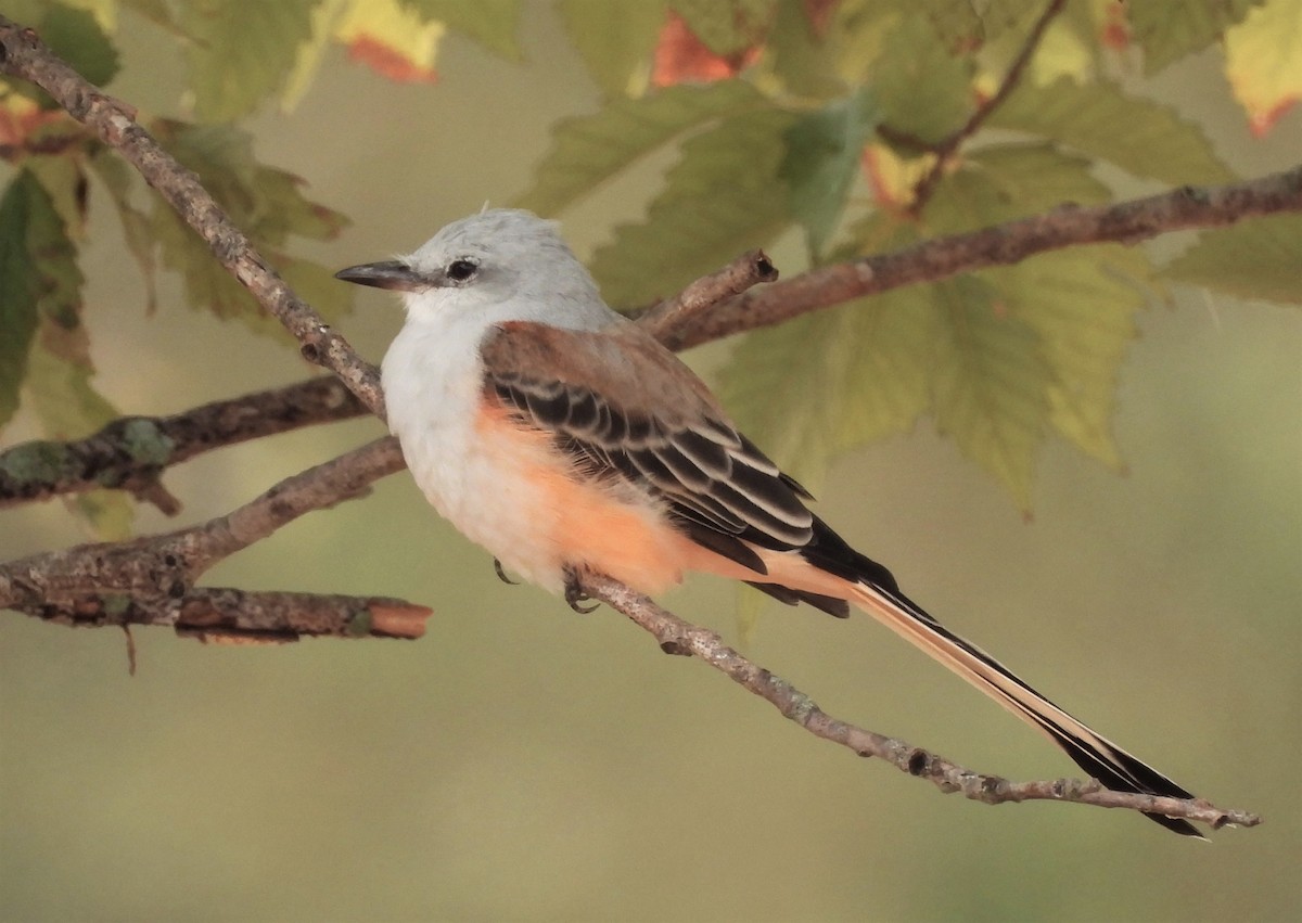 Scissor-tailed Flycatcher - ML608875401