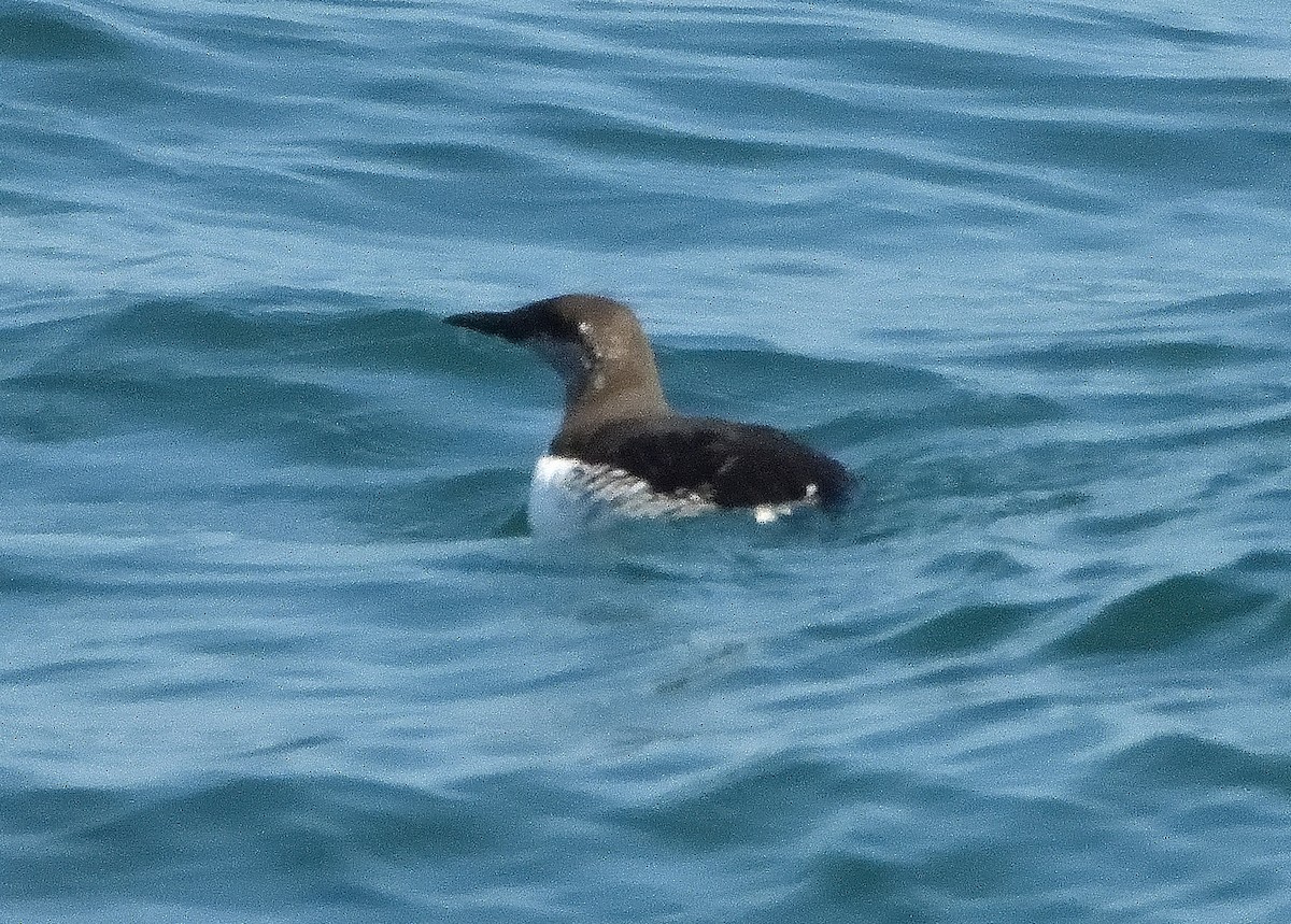 Common Murre - Bernard Tremblay