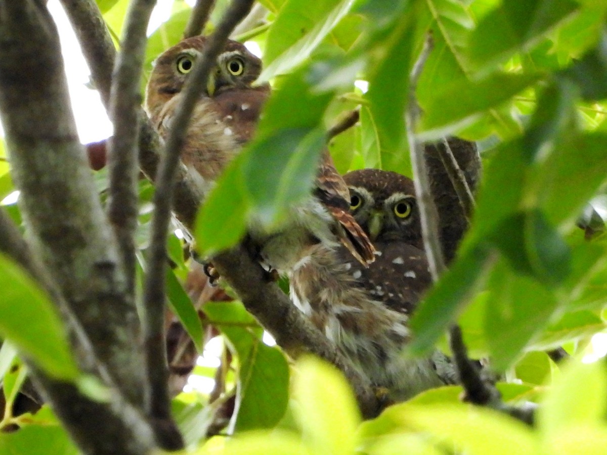 Ferruginous Pygmy-Owl - ML608875571