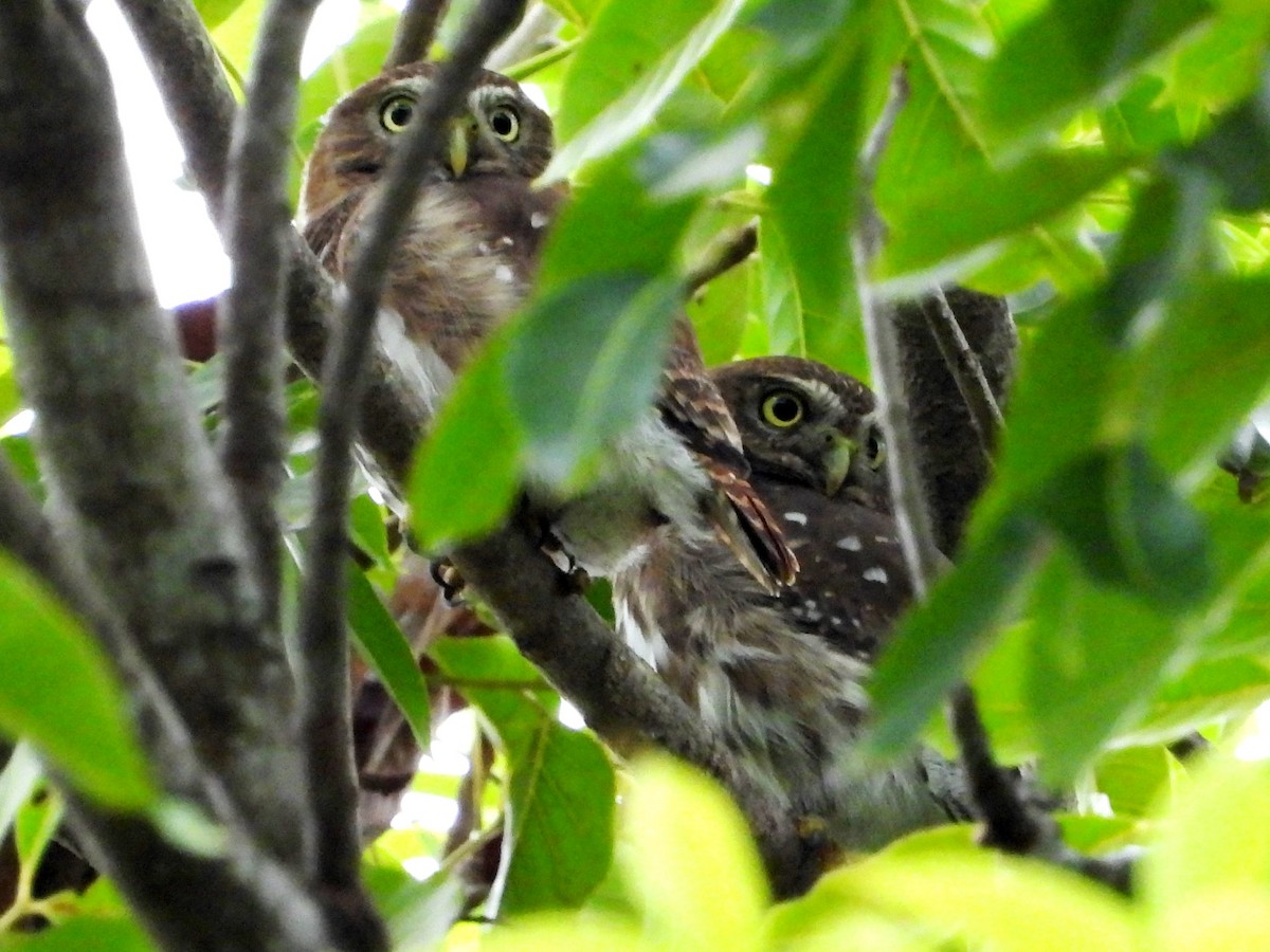 Ferruginous Pygmy-Owl - ML608875574