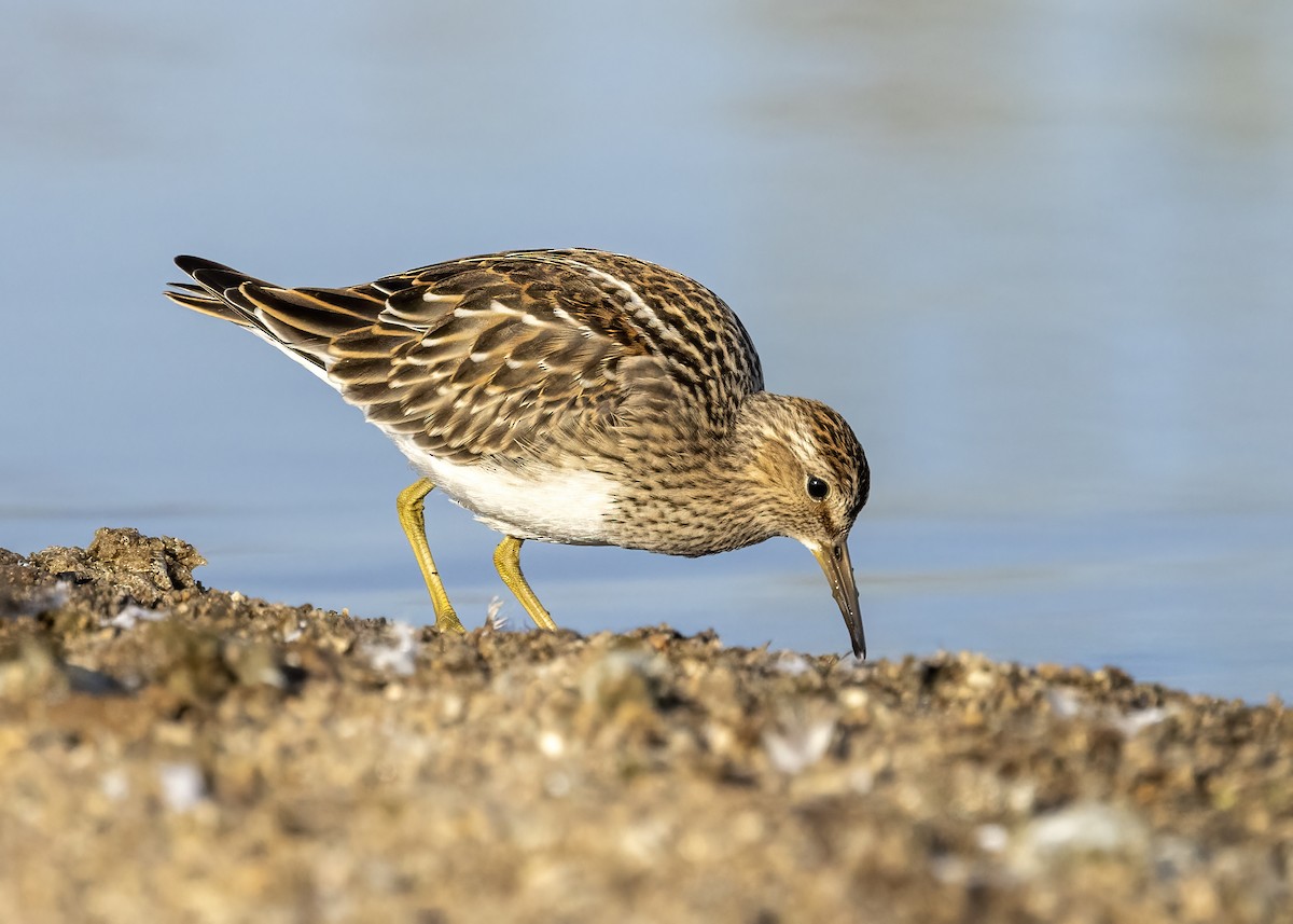 Pectoral Sandpiper - ML608875580