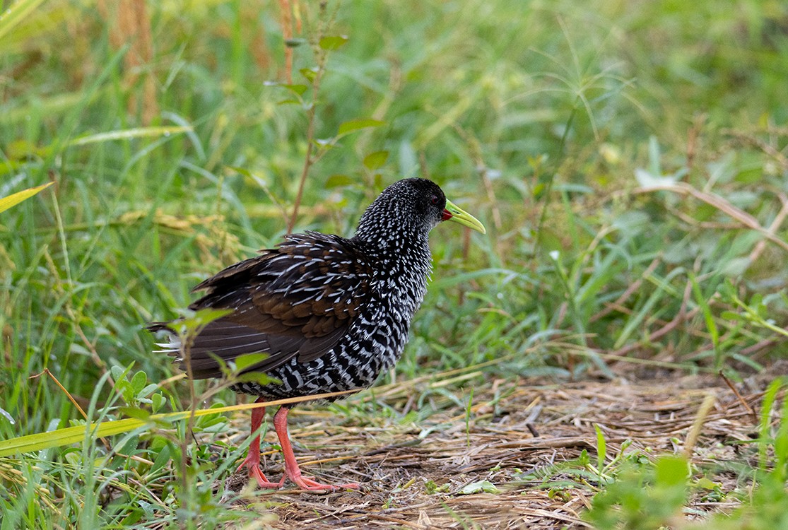 Spotted Rail - Ana Amable www.peruwomenbirders.com