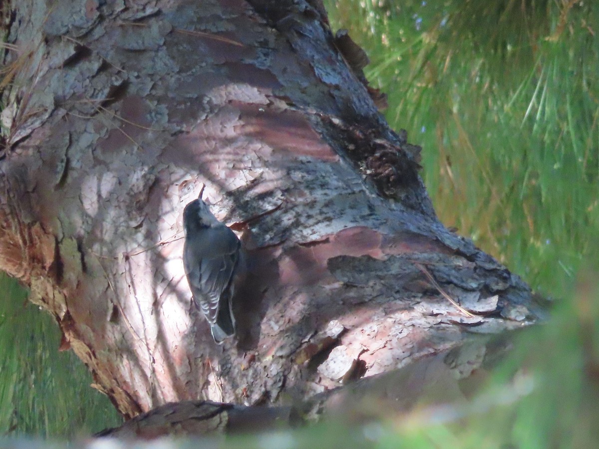 White-breasted Nuthatch - ML608875869