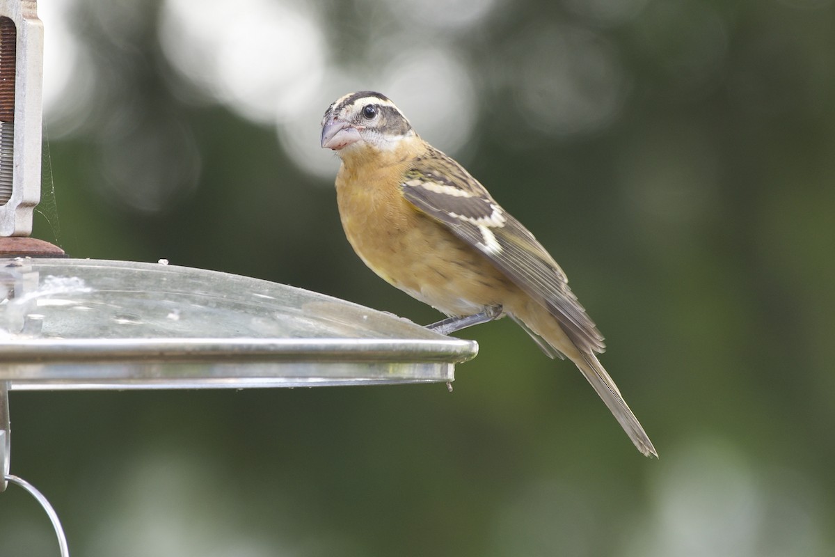 Black-headed Grosbeak - ML608875874