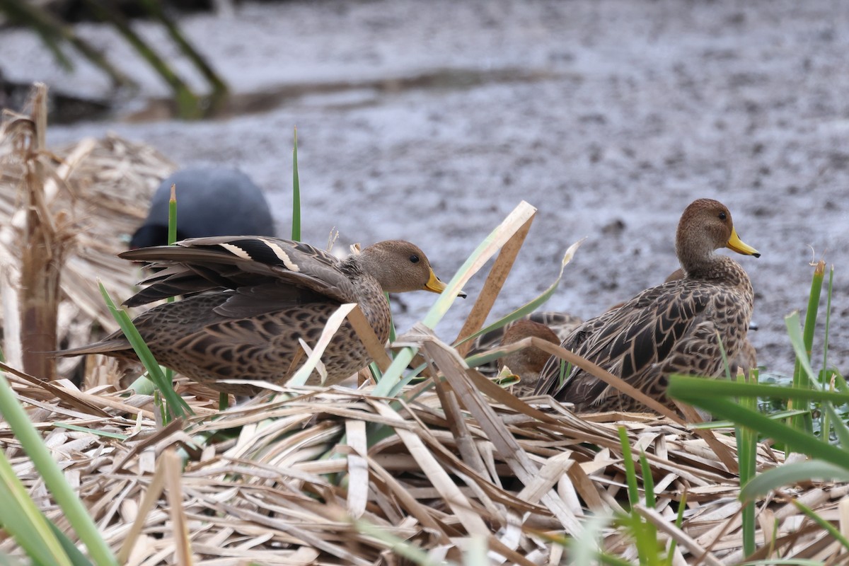 Yellow-billed Pintail - ML608875882