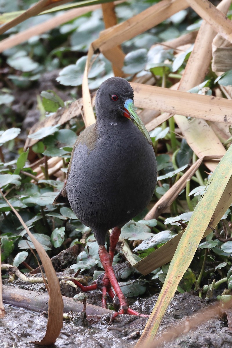 Plumbeous Rail - ML608875893