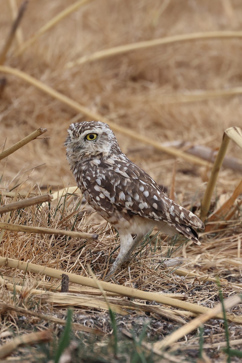 Burrowing Owl - Manuel Roncal