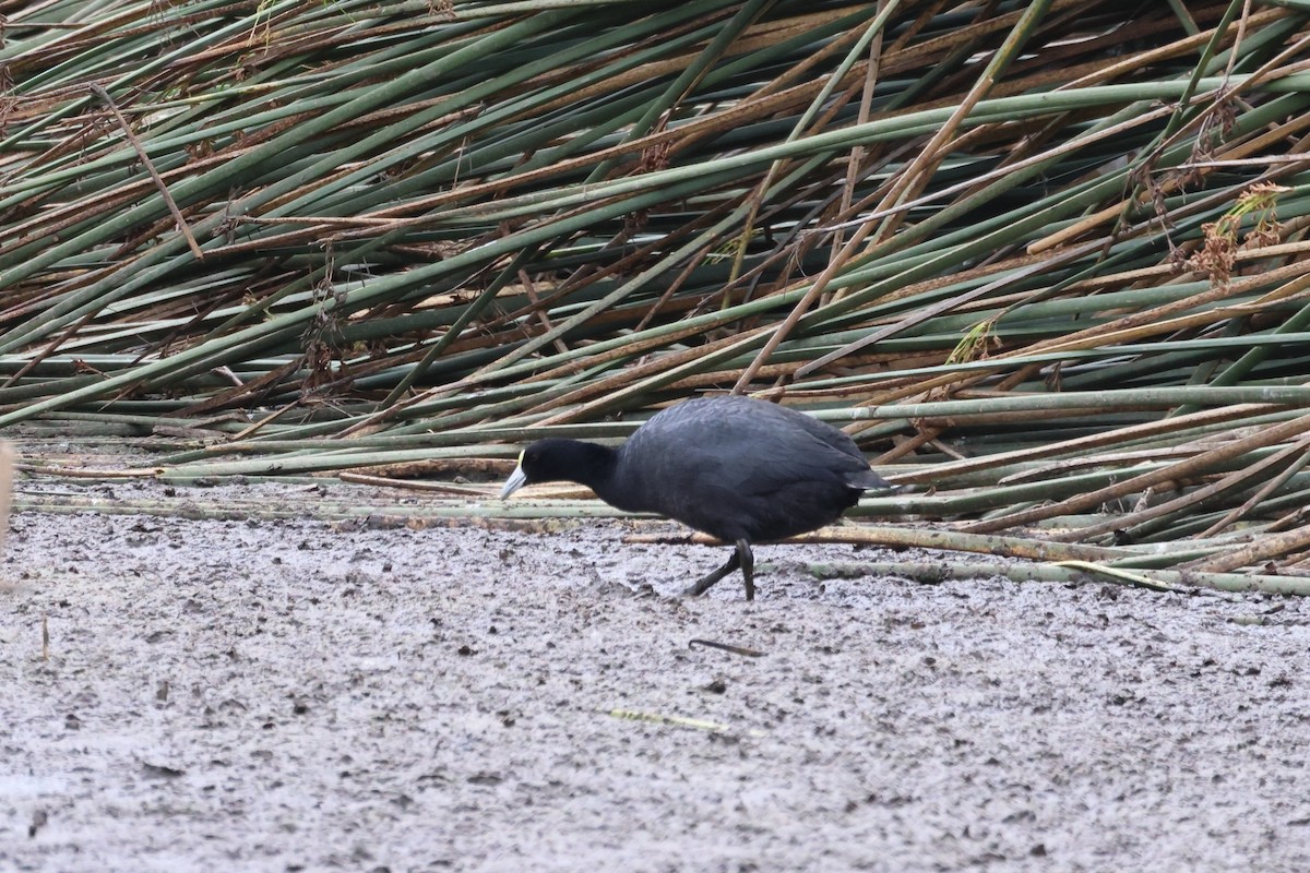 Slate-colored Coot - Manuel Roncal