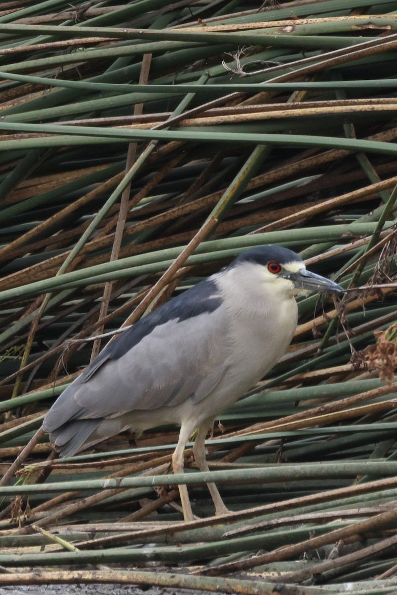 Black-crowned Night Heron - ML608875950