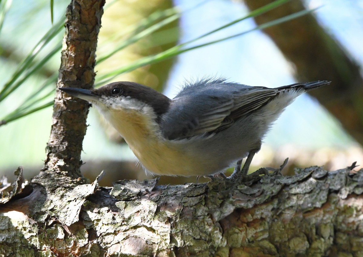 Brown-headed Nuthatch - ML608875978