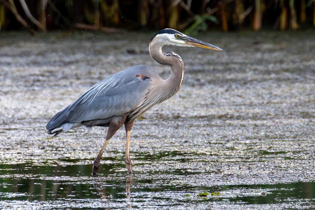 Great Blue Heron - ML608876076