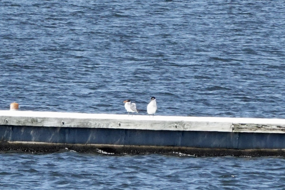 Caspian Tern - ML608876082