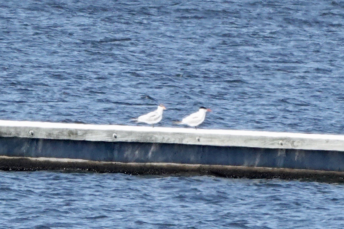 Caspian Tern - Fleeta Chauvigne