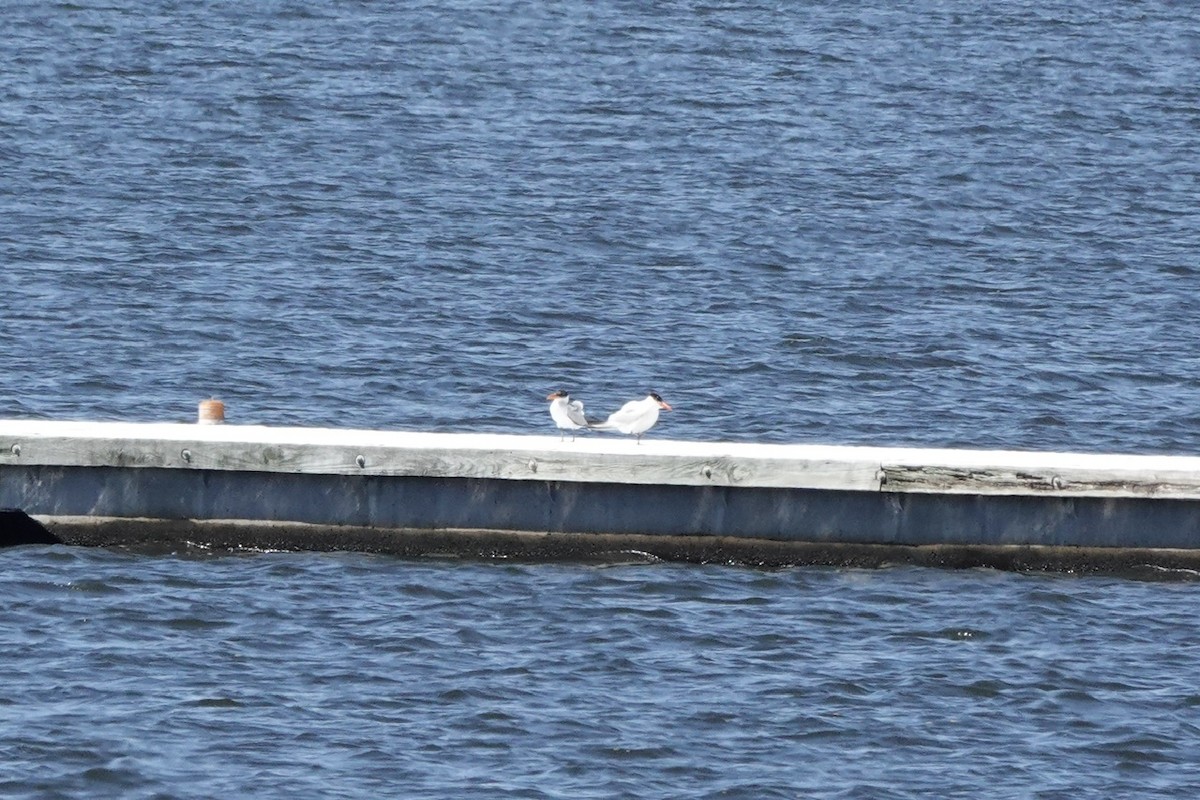 Caspian Tern - ML608876085