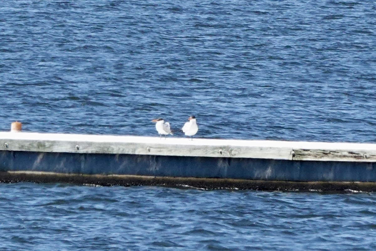 Caspian Tern - ML608876086