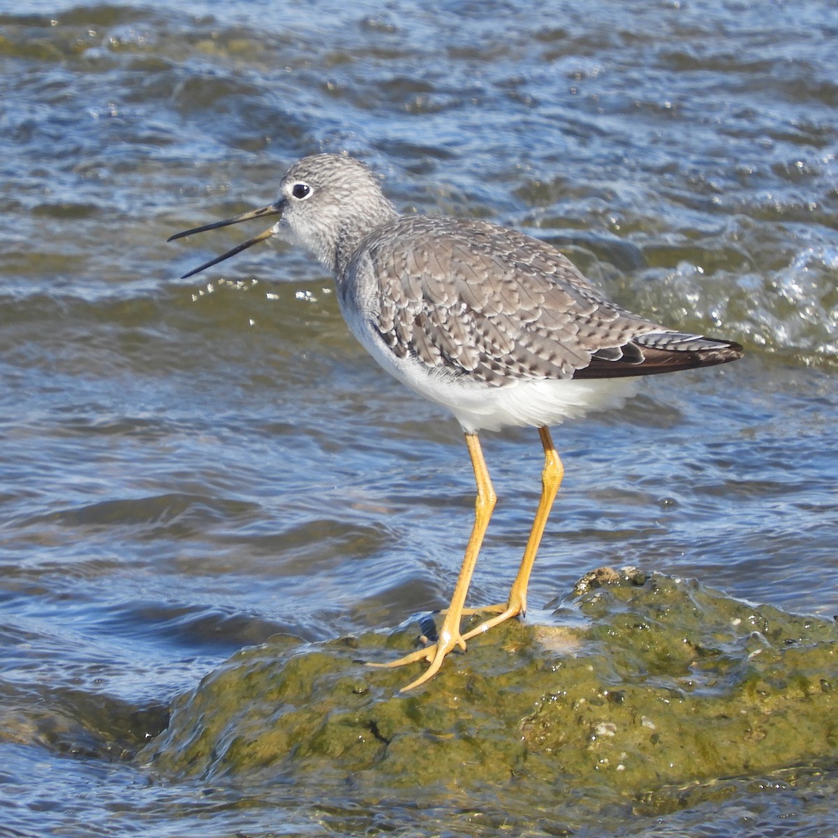 Greater Yellowlegs - ML608876115