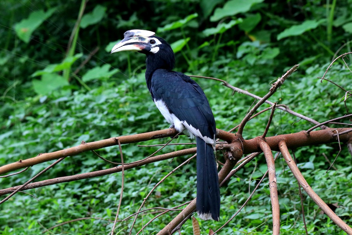 Oriental Pied-Hornbill - Srinivas Pasumarti