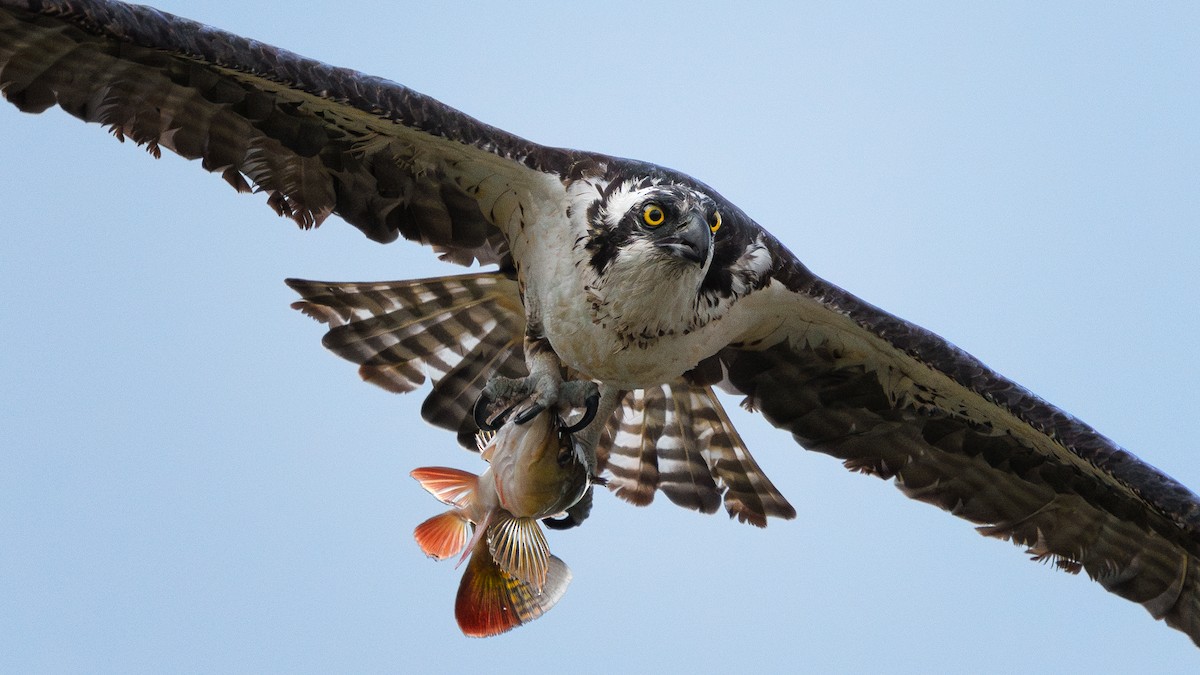 Osprey (carolinensis) - ML608876235