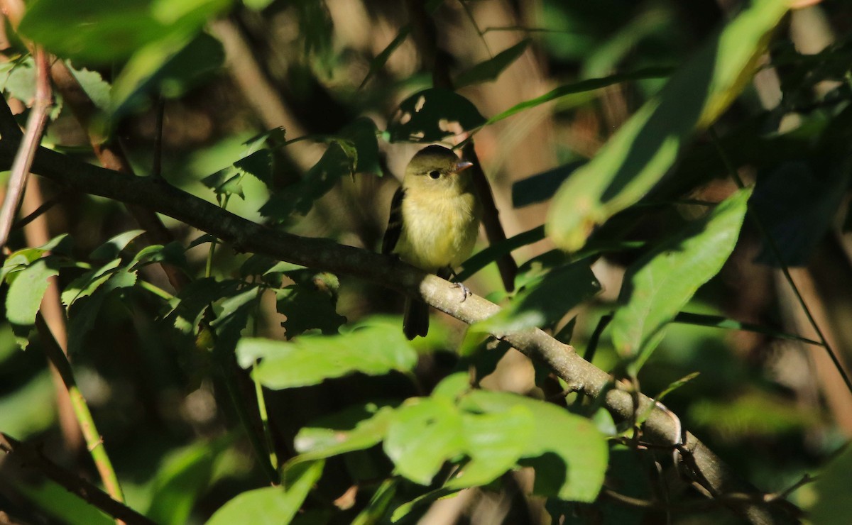 Yellow-bellied Flycatcher - ML608876244