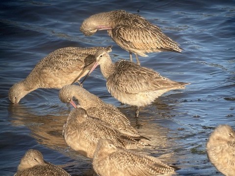 Bar-tailed Godwit - ML608876267