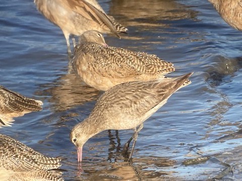 Bar-tailed Godwit - ML608876268