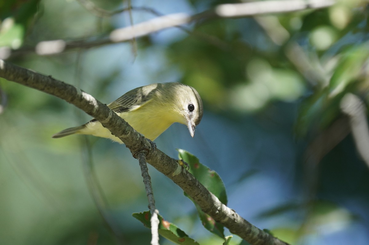 Vireo de Filadelfia/Gorjeador - ML608876278