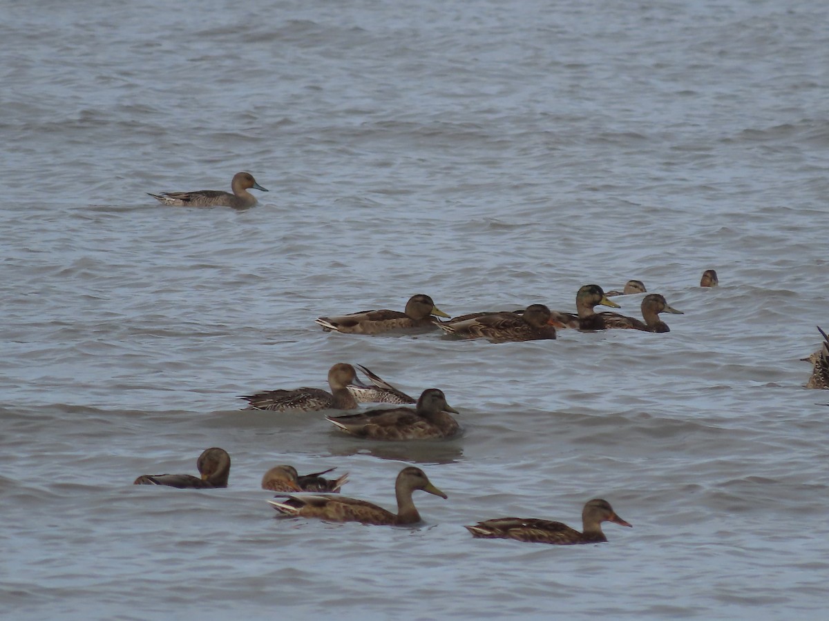 Northern Pintail - ML608876308