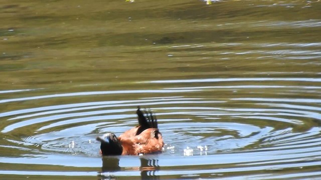 Lake Duck - ML608876317