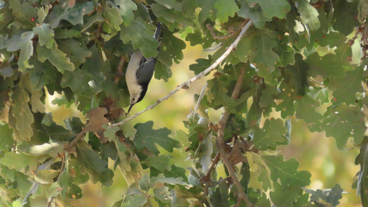 White-breasted Nuthatch - ML608876318