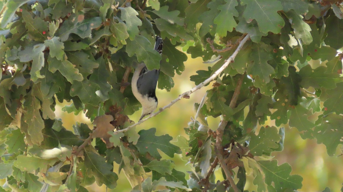 White-breasted Nuthatch - ML608876321