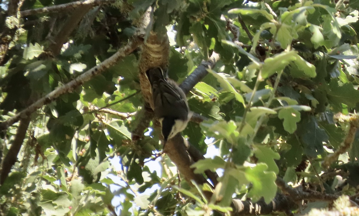 White-breasted Nuthatch - Petra Clayton