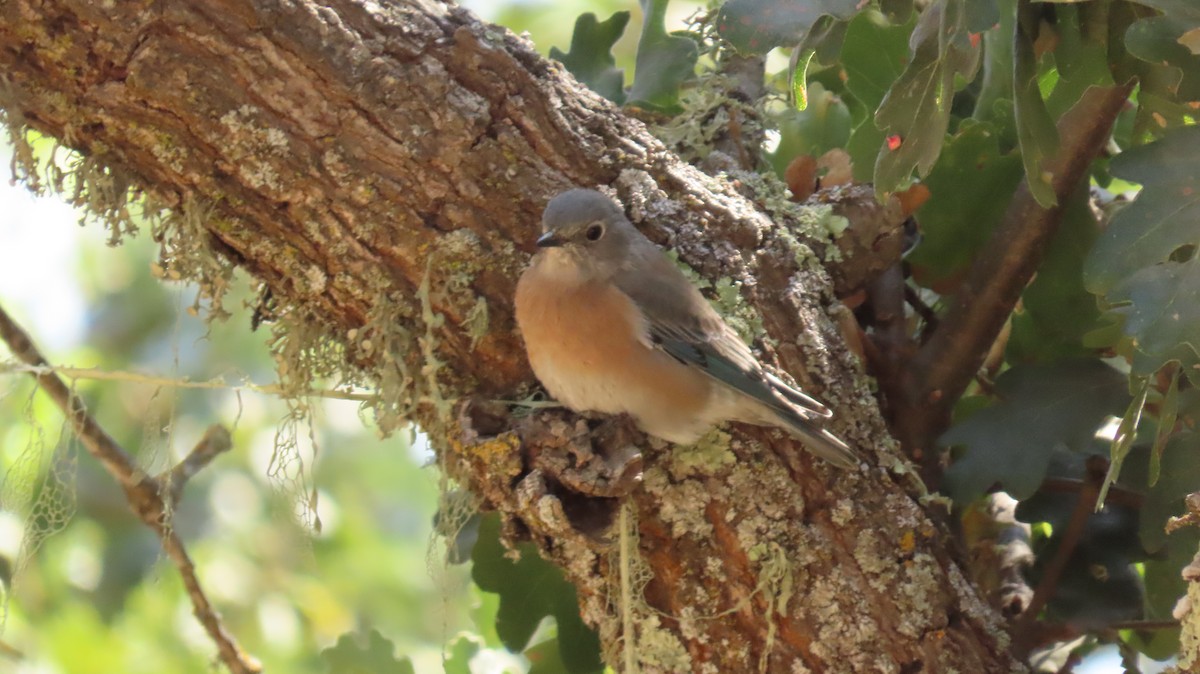 Western Bluebird - ML608876336