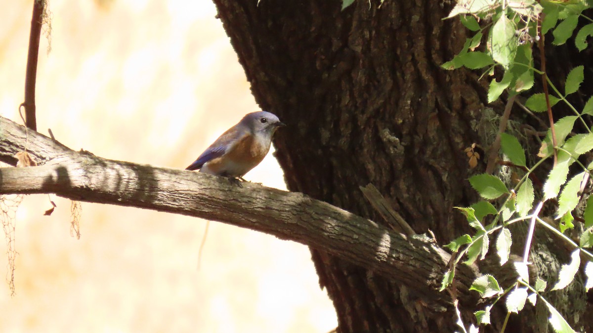 Western Bluebird - Petra Clayton