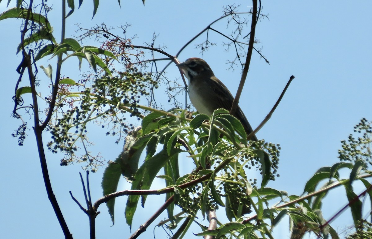 Lark Sparrow - ML608876343