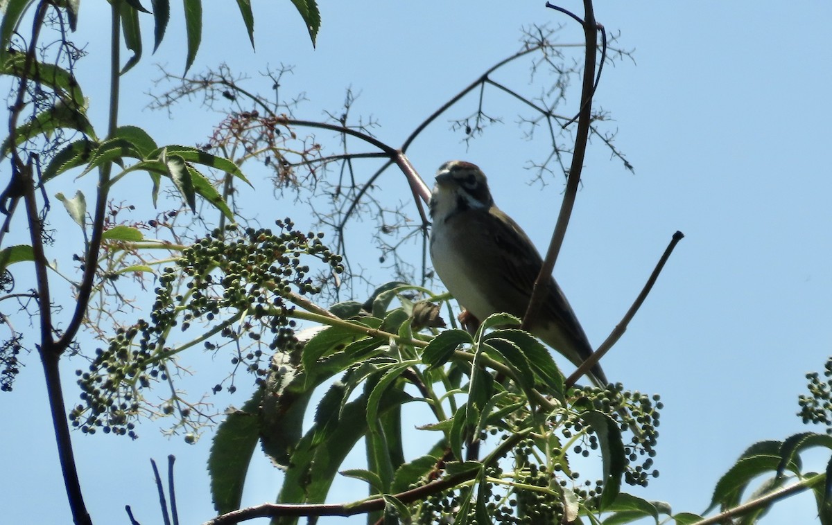 Lark Sparrow - Petra Clayton