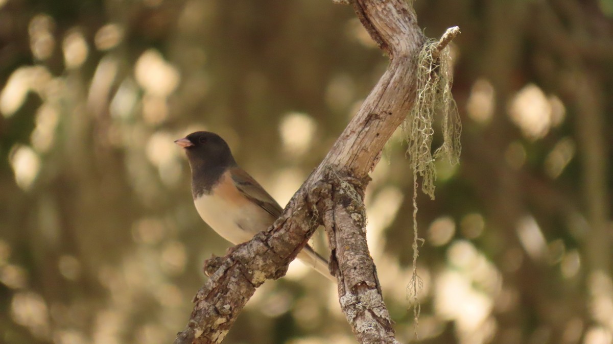 Юнко сірий - ML608876353