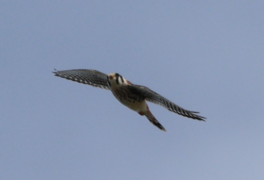 American Kestrel - ML608876356