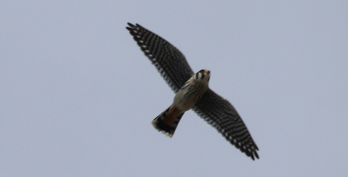 American Kestrel - ML608876357