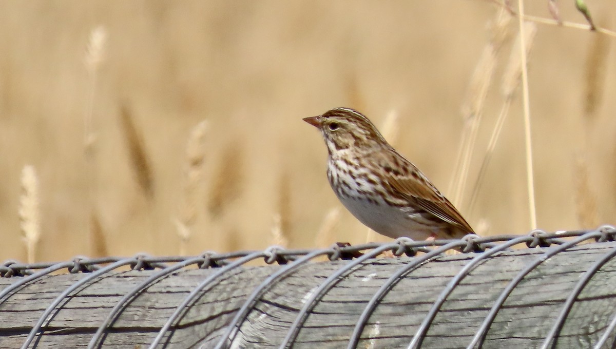 Savannah Sparrow - ML608876360