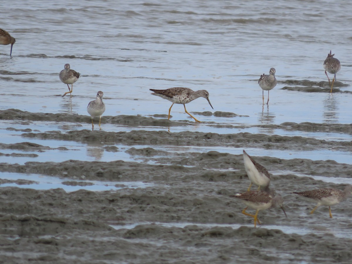 Greater Yellowlegs - Laura Burke