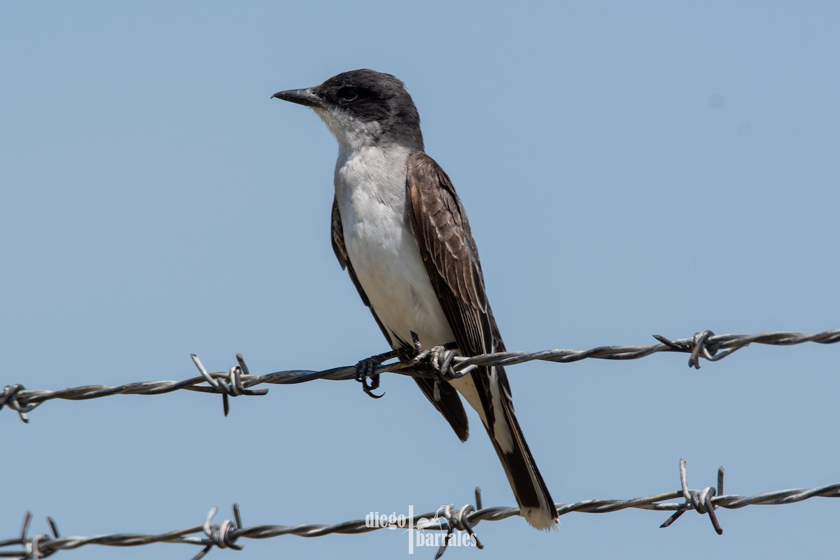 Eastern Kingbird - ML608876577