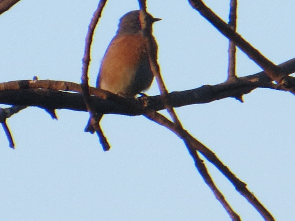 Western Bluebird - ML608876666