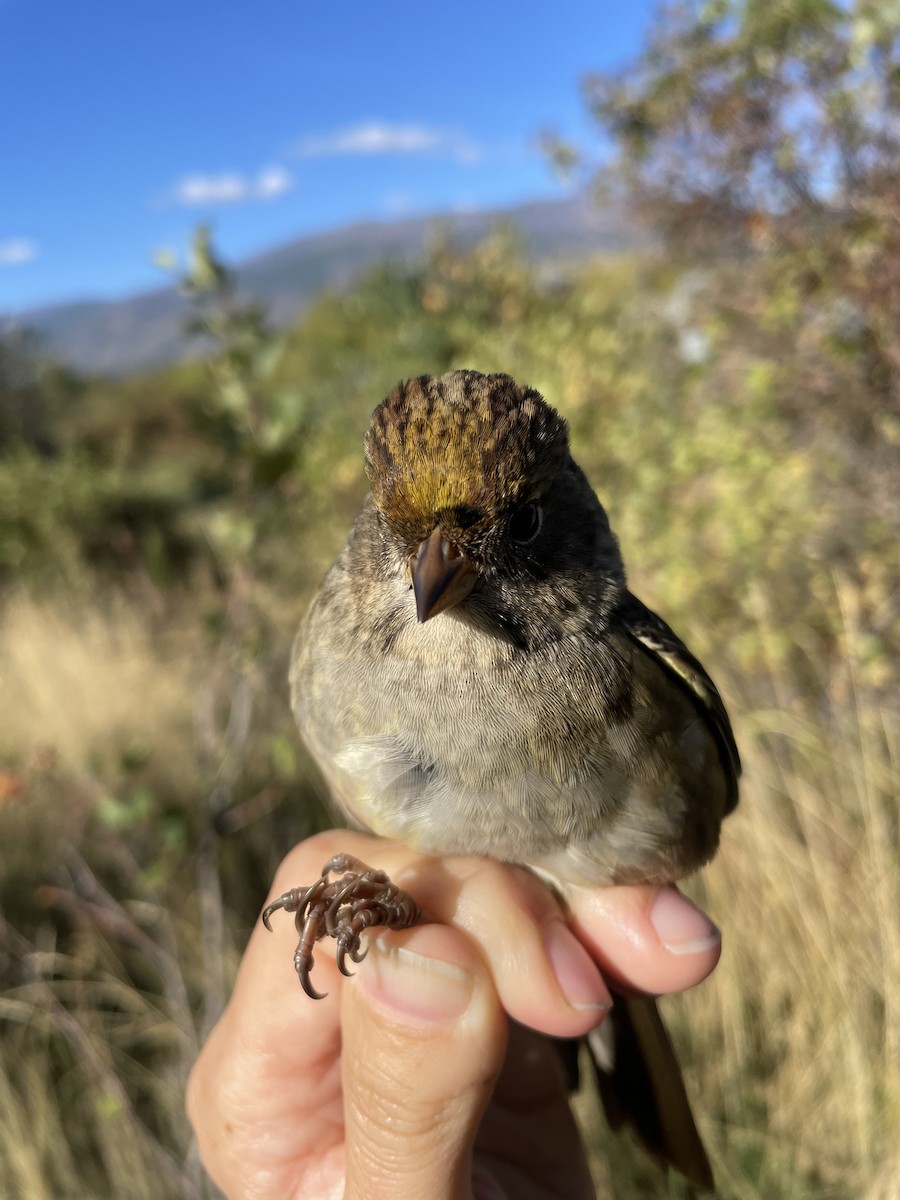 Golden-crowned Sparrow - Holly Garrod