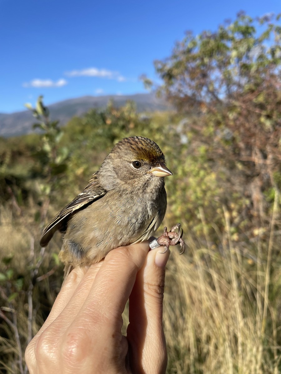 Golden-crowned Sparrow - Holly Garrod