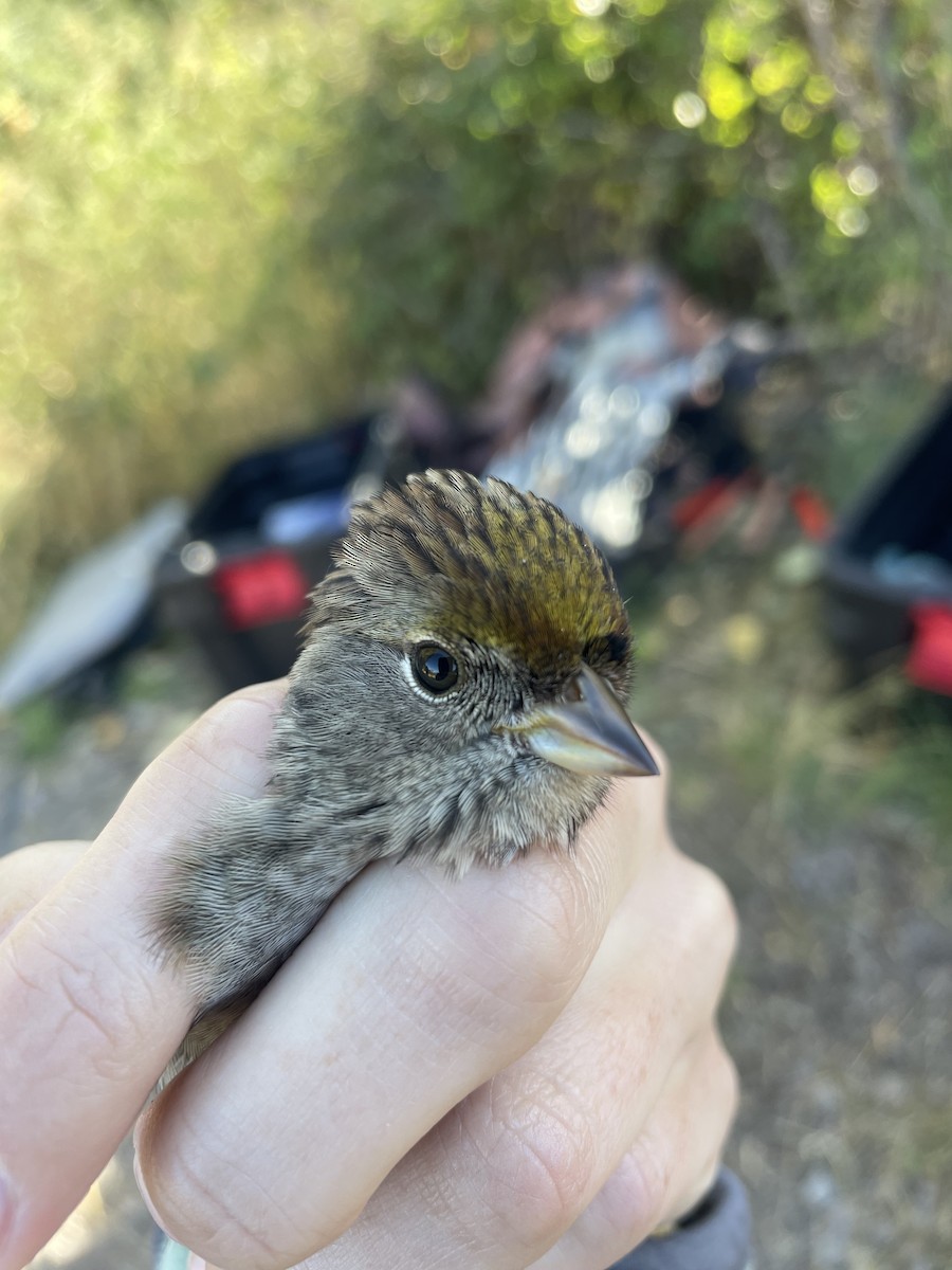 Golden-crowned Sparrow - ML608876755