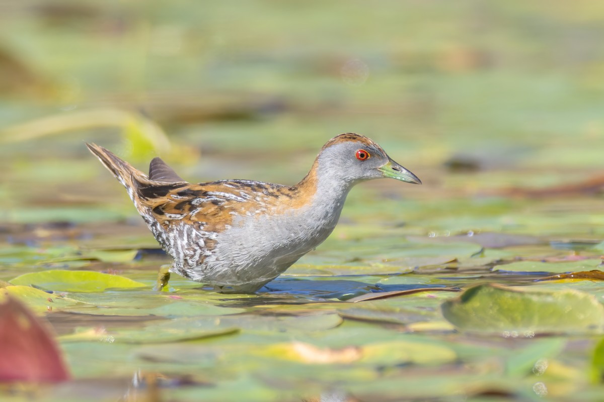 Baillon's Crake - Paul Heath