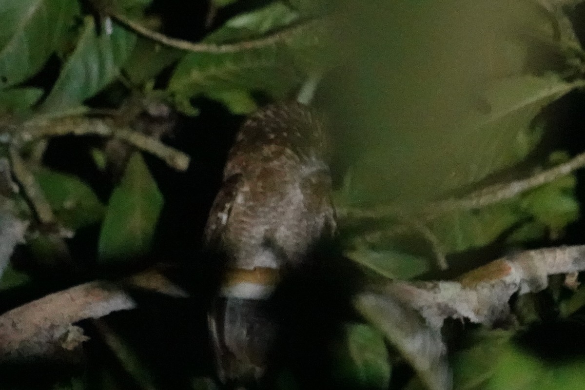 Flores Scops-Owl - Steve Kornfeld