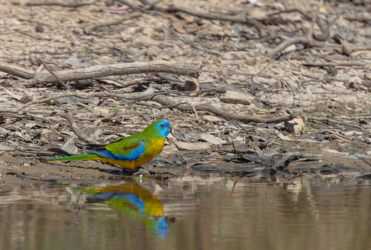 Turquoise Parrot - ML608877001