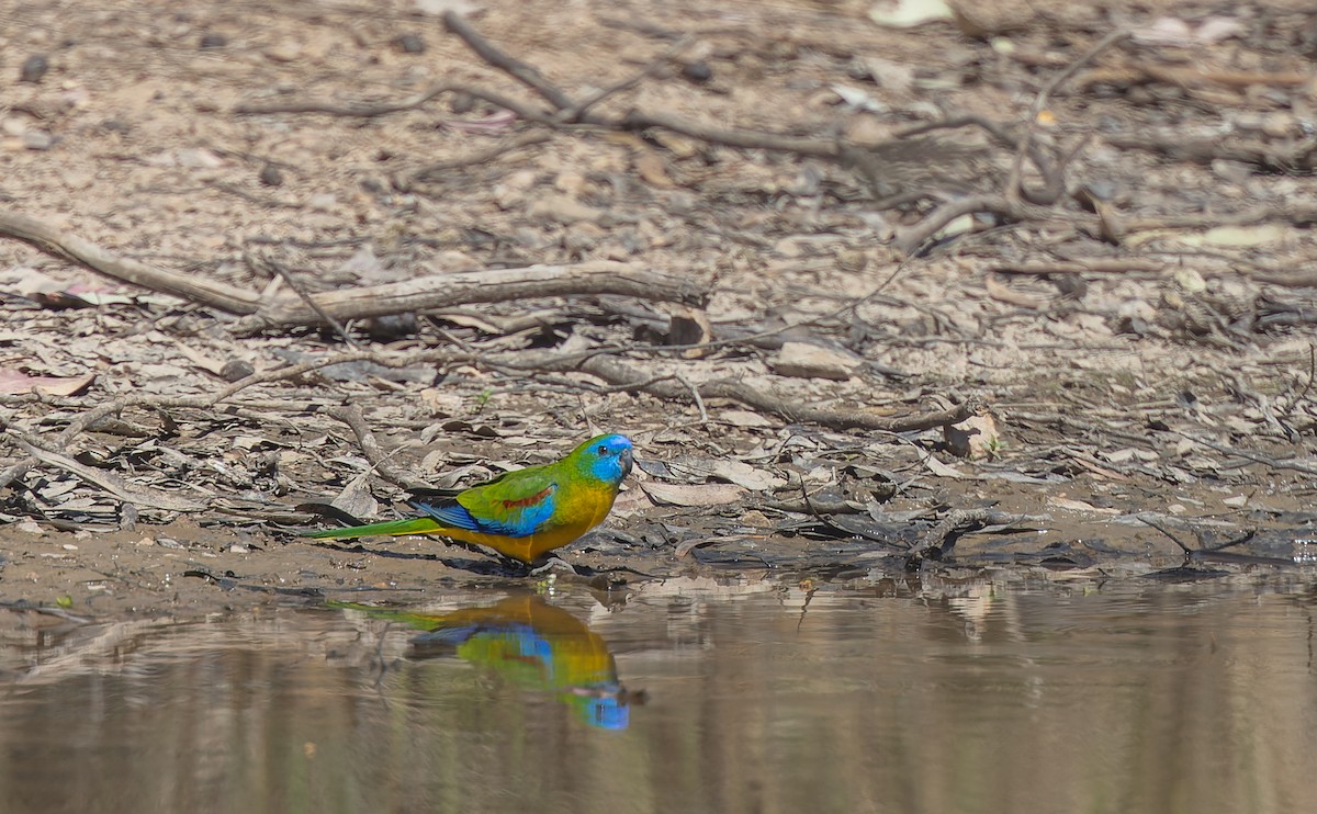 Turquoise Parrot - ML608877012